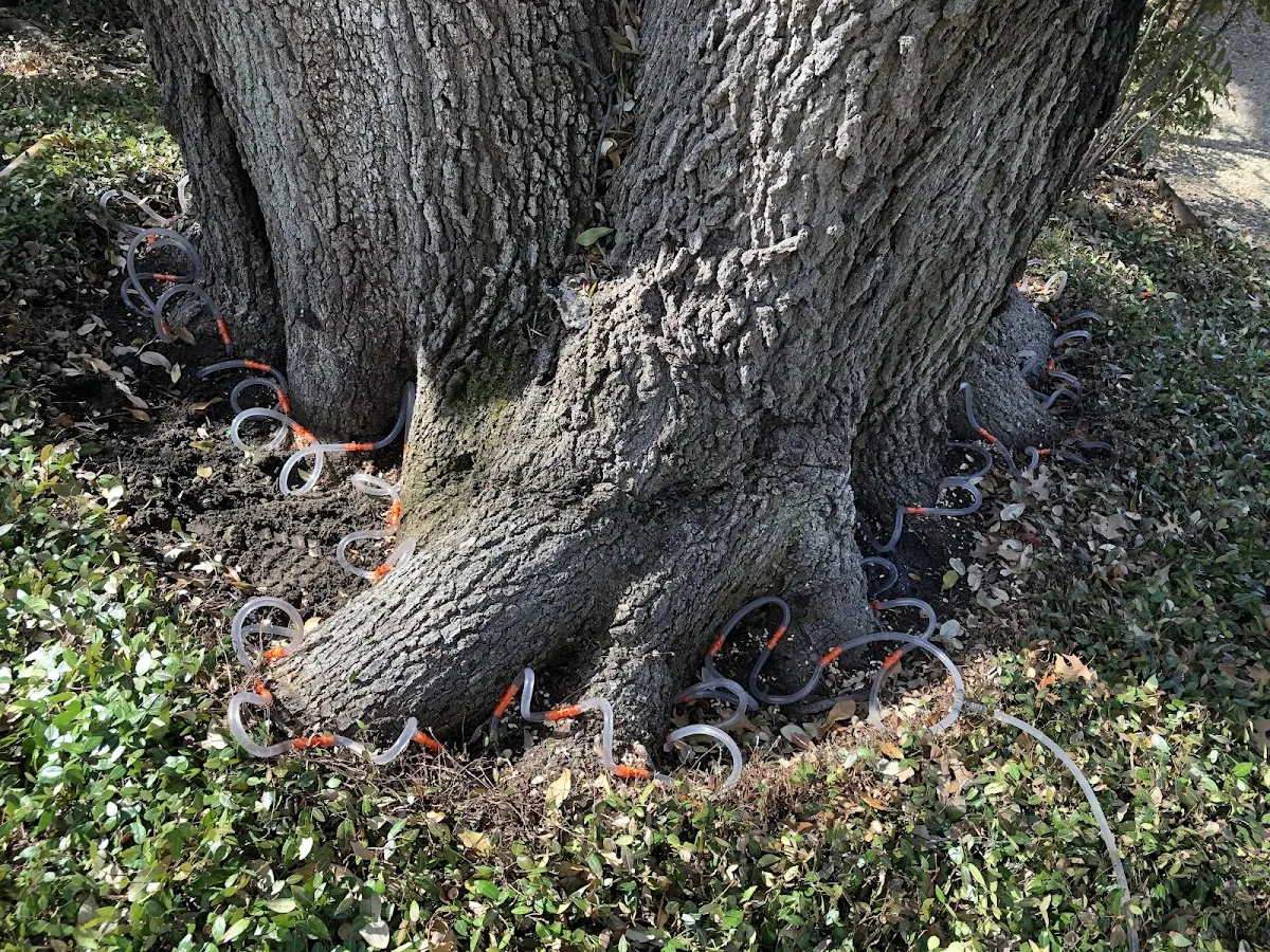 Detailed Tree Cabling and Bracing job site in Hazel Green